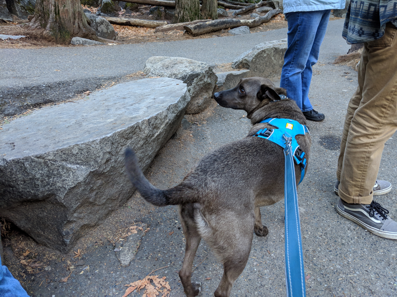 Illustration for article titled Toby in Yosemite
